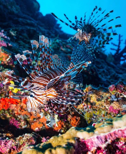 scuba diving lion fish